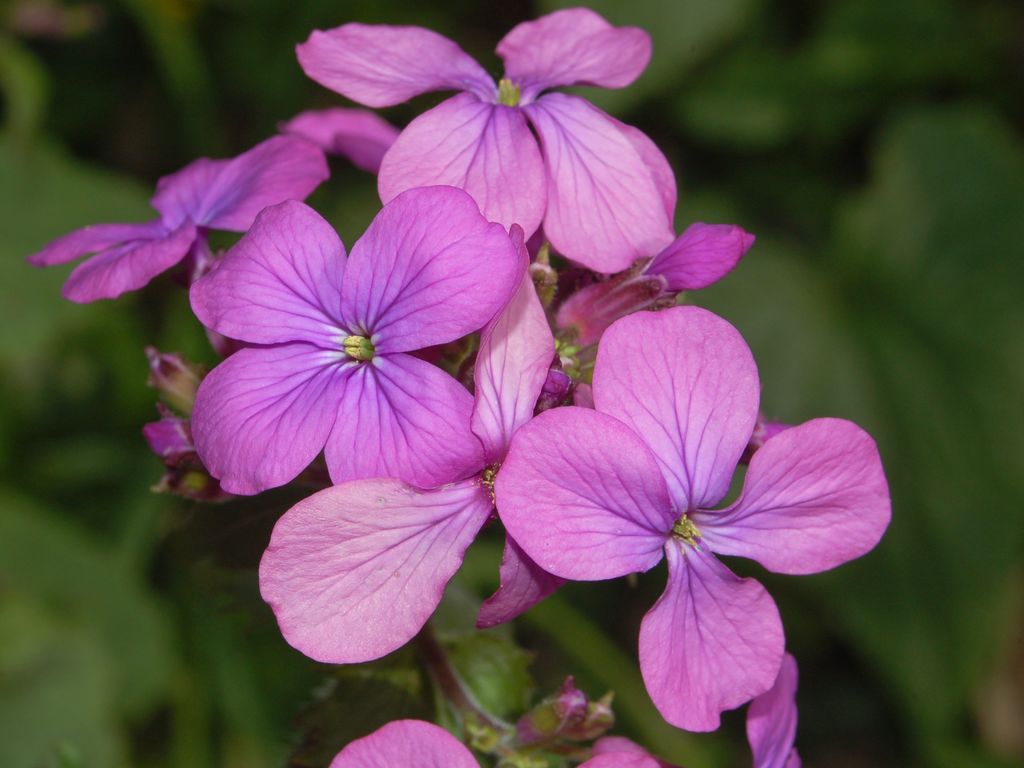 Lunaria annua / Lunaria meridionale